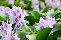 改善水质最强的水生植物：水葫芦/芦苇等(第一最常见)