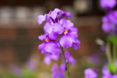 春天适合种什么花：波斯菊/二月兰等(开花小能手)