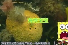 海绵宝宝是一种原始的什么动物？多细胞生物（没有组织和器官）