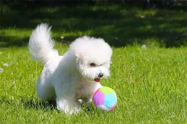 比熊犬智商相当于几岁：儿童年龄3-4岁(处于犬种中游水平)