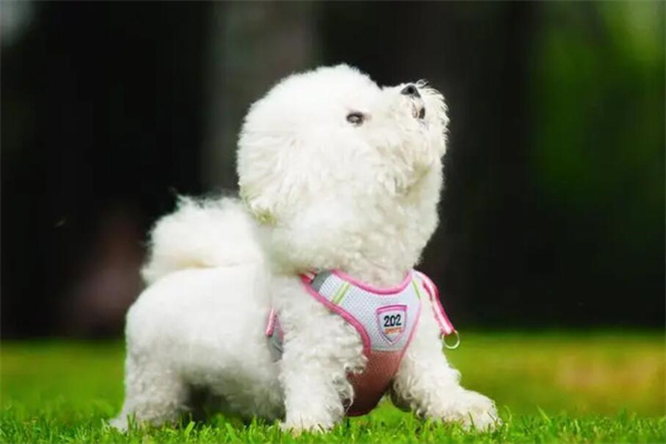 比熊犬和泰迪哪个好：差别很大(看个人爱好)