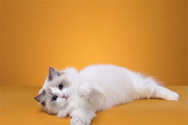 布偶猫只认一个主人吗?不止一个(主人的关心很重要)