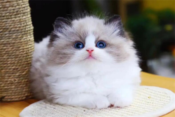 为什么不建议养布偶猫?价格昂贵(肠胃比较脆弱)