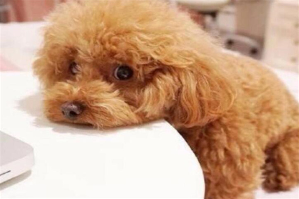 泰迪犬多少钱一只?百元到万元不等(灰色的最贵)