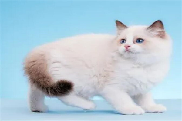 布偶猫多少钱一只?贵的高达万元(价格不等)