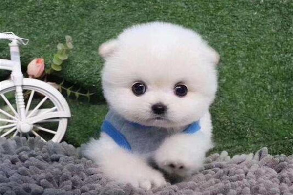 茶杯狗多少钱一只?贵的万元以上(寿命不长)