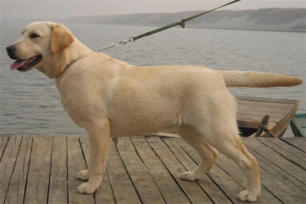 拉布拉多犬多少钱一只?最低1000元左右(赛级比较贵)