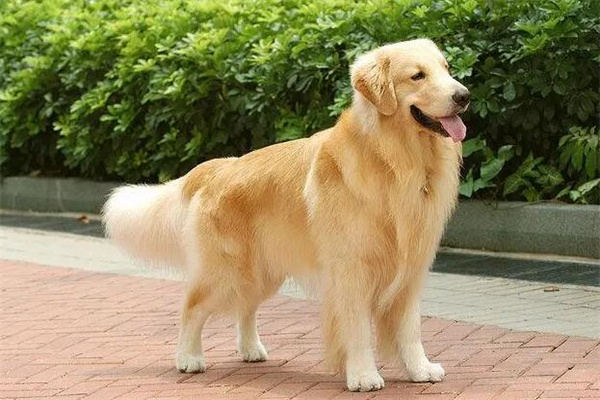 金毛犬多少钱一只?纯种价格不低于3000元(贵的高达万元)