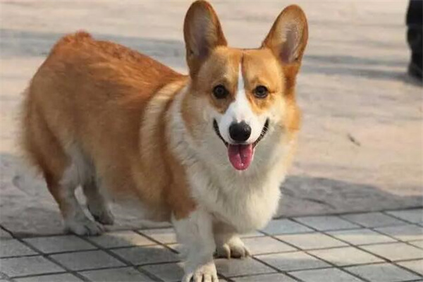 柯基犬价格大概多少钱一只?一千元起(性格温顺)