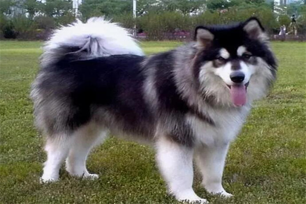 阿拉斯加犬多少钱一只?成年的比较贵(幼崽最低一千元)