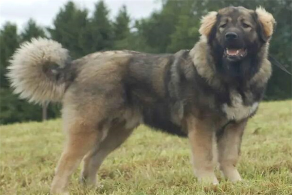 高加索犬多少钱一只?最低1500元一只(低于一千谨慎购买)