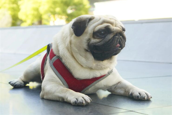 八哥犬多少钱一只?品相好点的要千元以上(普通的百元左右)