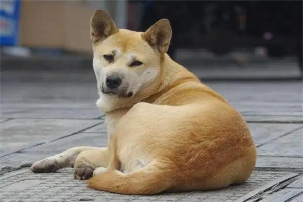 中华田园犬多少钱一只?几十元就能买到(被称为土狗)