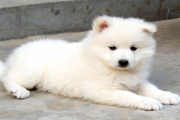 萨摩耶犬多少钱一只?最低1500元一只(精力旺盛)