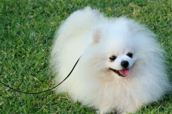 博美犬多少钱一只?最低800元左右(价格浮动大)
