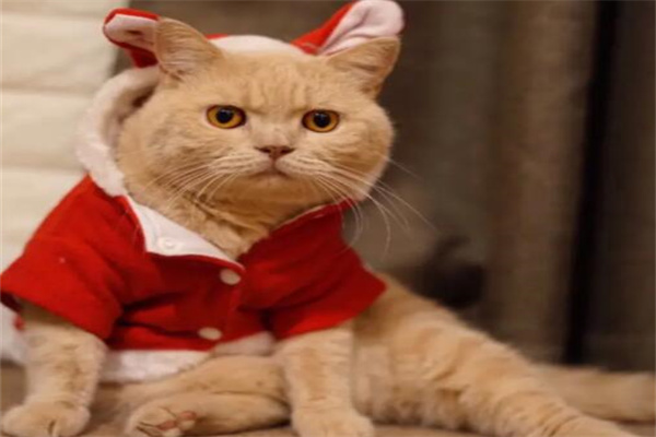 建议穷人养的10种猫，橘猫受欢迎(便宜又好养)