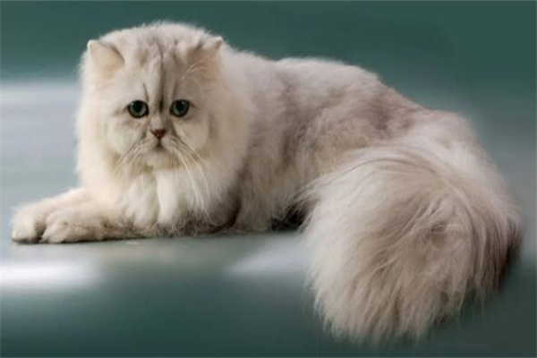 波斯猫价格多少钱一只?宠物级1000元起(性格温顺)