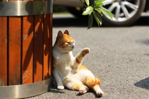 橘猫价格多少钱一只?便宜的几十元(十分友好)