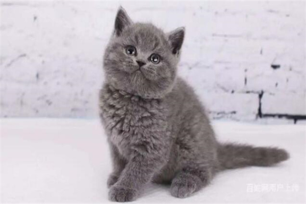 蓝猫多少钱一只?1000元左右能买到(非常温顺听话)