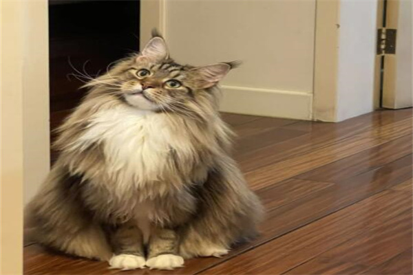 缅因猫价格多少钱一只?宠物级5000元左右(被称猫中王子)