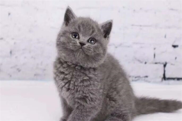 蓝猫价格多少钱一只?最低1000元左右(颜值非常高)