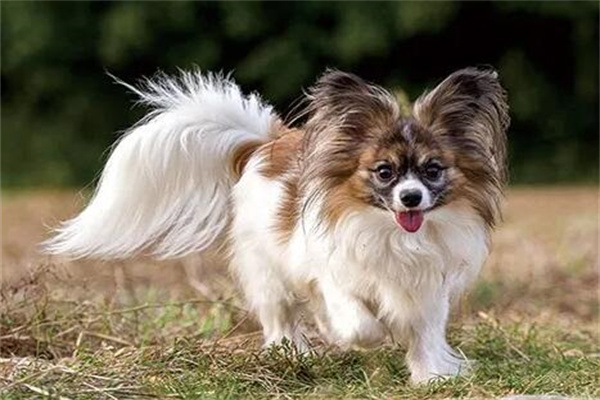 蝴蝶犬多少钱一只?宠物级最低1200元(价格受影响因素多)