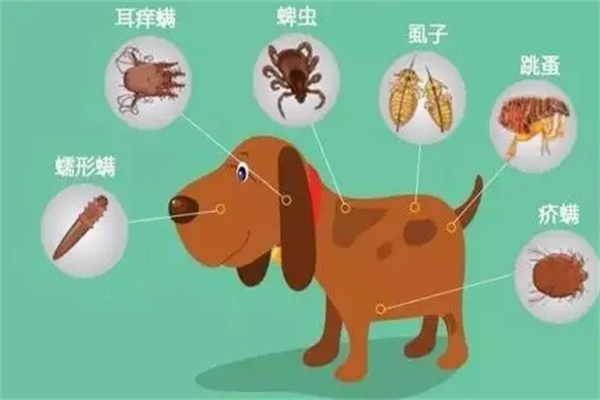 去宠物医院驱虫多少钱一次?便宜十元起(要定期驱虫)