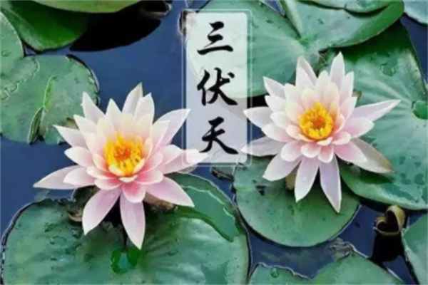 三伏天从什么时候开始至结束三伏2022?7月16开始(8月24结束)