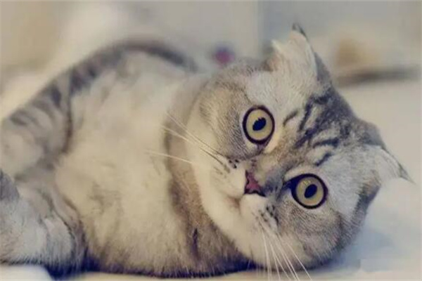 怎么确定猫认主人了?发出咕噜咕噜的声音(跟随主人)