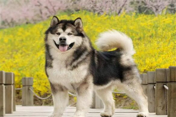 幼崽阿拉斯加犬多少钱一只?一千元左右(成年的较贵)