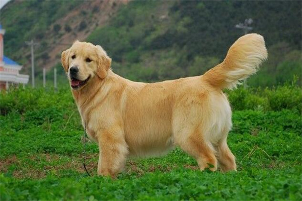 金毛幼犬多少钱一只?最低1000元左右(几百元的谨慎购买)