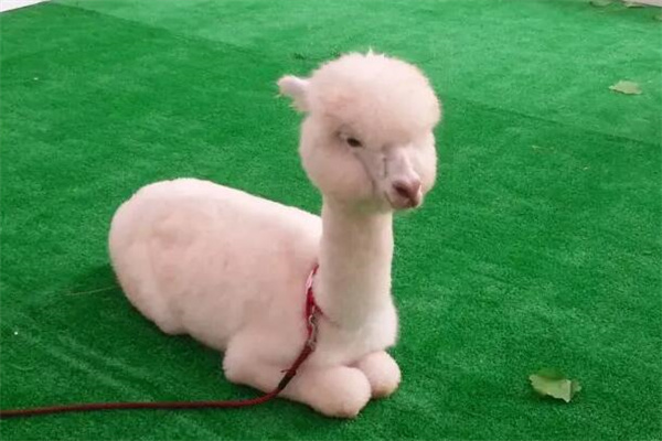 宠物羊驼多少钱一只?幼崽羊驼万元起(价格较贵)
