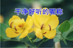 干净好听的昵称：精选100个(男生女生都可用)