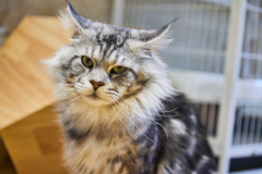 世界上最大的猫：缅因猫(最大体长为1.23米)