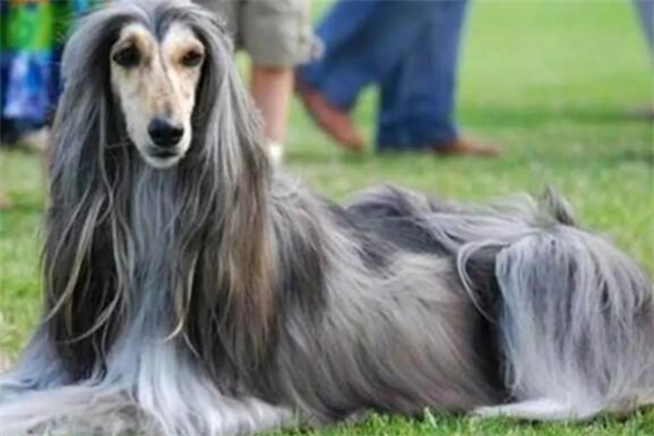 阿富汗猎犬多少钱一只?纯种万元起(中国禁养)