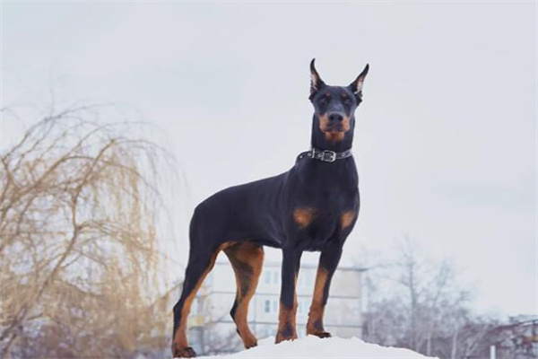 纯种杜宾犬价格多少钱一只?幼犬3000元左右(赛级万元以上)
