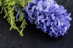 世界上最香的花：风信子(早春开花的著名球根花卉之一)