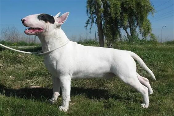 牛头梗犬价格多少钱一只?纯种1200元起(品相决定价格)