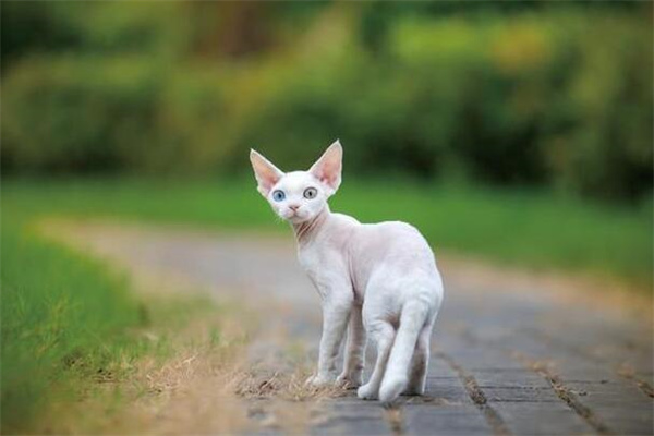 德文卷毛猫大概多少钱一只?最低5000元(性格温顺)
