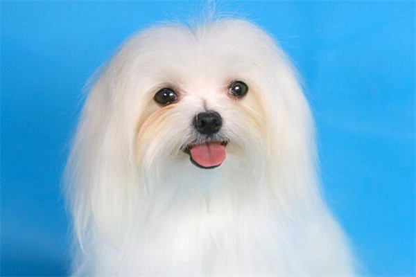 马尔济斯犬多少钱一只?纯种2000元起(稀有品种)