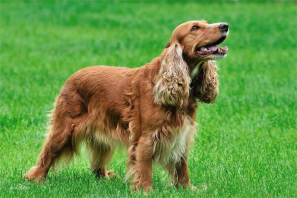 可卡犬价格多少钱一只?纯种1700元左右(品相好的越贵)(可卡犬价格多少钱一条)