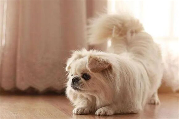 京巴犬多少钱一只?幼犬1000元起(品相一般)