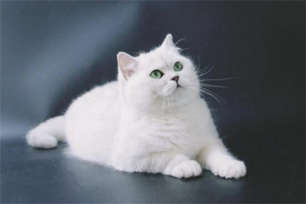 银渐层猫多少钱一只?有血统证书6000元起(便宜一千元左右)