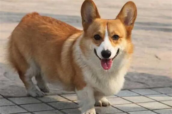 幼犬柯基犬价格大概多少钱一只?几百元能买到(谨慎购买)