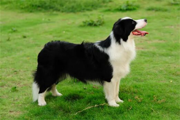 边境牧羊犬多少钱一只?家养1000元起(母犬会贵200元左右)