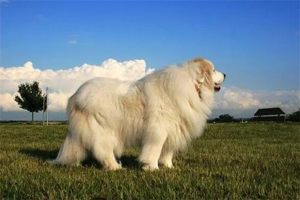大白熊犬多少钱一只?普通的1000元左右(幼犬更贵)