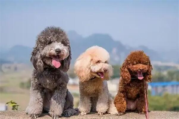 贵宾犬多少钱一只?品种决定价格(普遍2000元起)