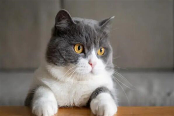 英国短毛猫多少钱一只?赛级6000元起(十分呆萌可爱)