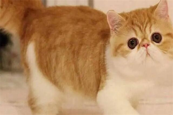 短毛猫价格多少钱一只?宠物级两千元起(价格不固定)