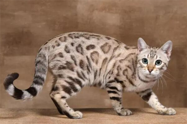 豹猫多少钱一只?宠物级一万元左右(性格温顺)